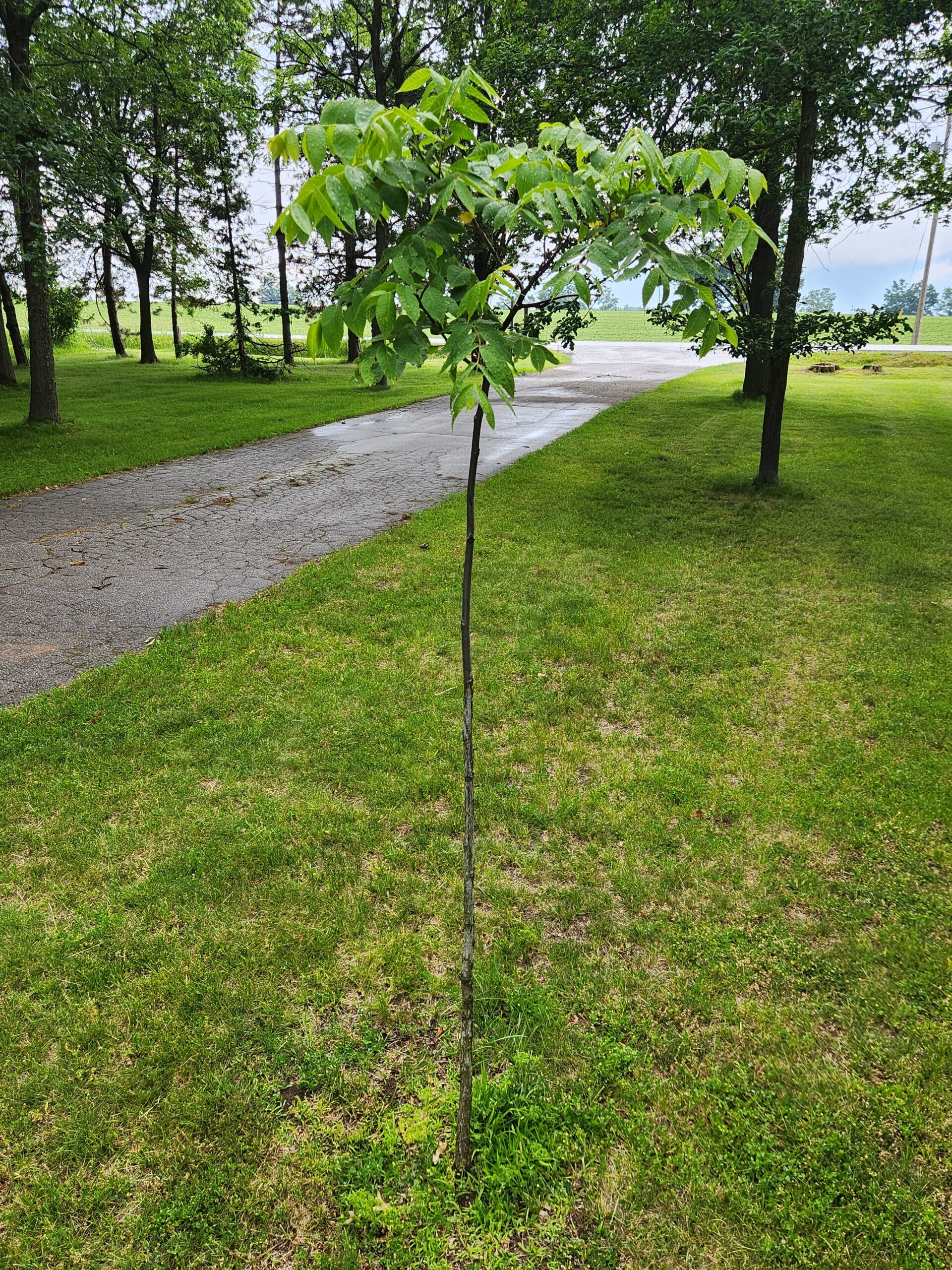 Young sapling with lush green leaves beside a cracked asphalt path in a grassy park, with mature trees in the background.