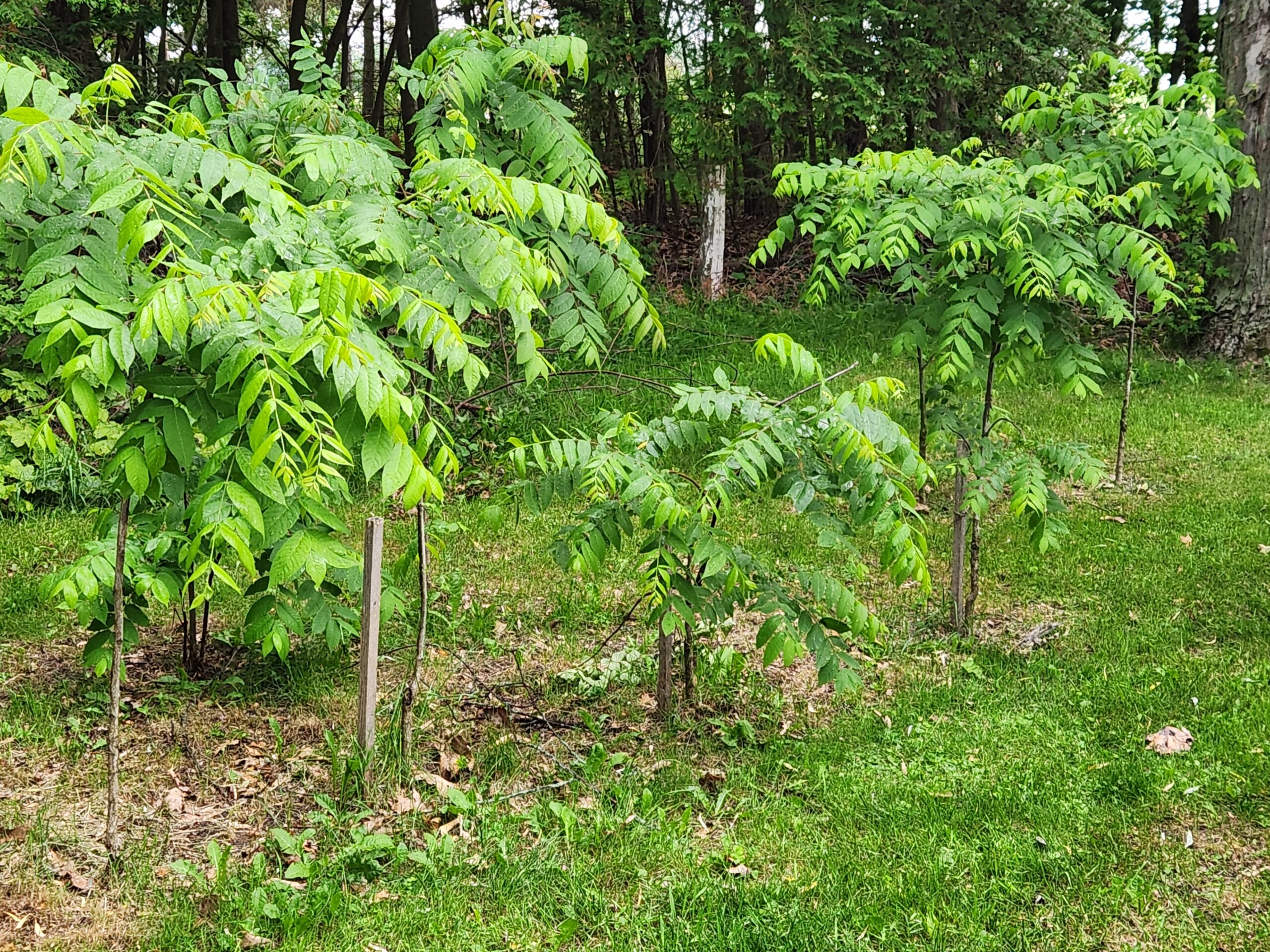 Black Walnut Nursery - Western Pride Woodworks Black walnut saplings growing in the Western Pride Woodworks nursery as part of our tree planting program.