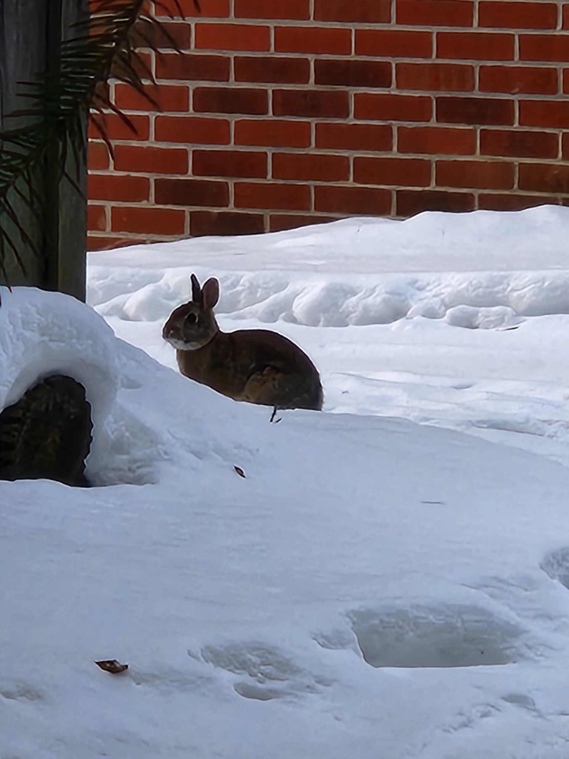 Winter Visitor Outside The Workshop - Western Pride Woodworks Snowshoe hare standing in the snow outside the Western Pride Woodworks workshop during a quiet winter morning.