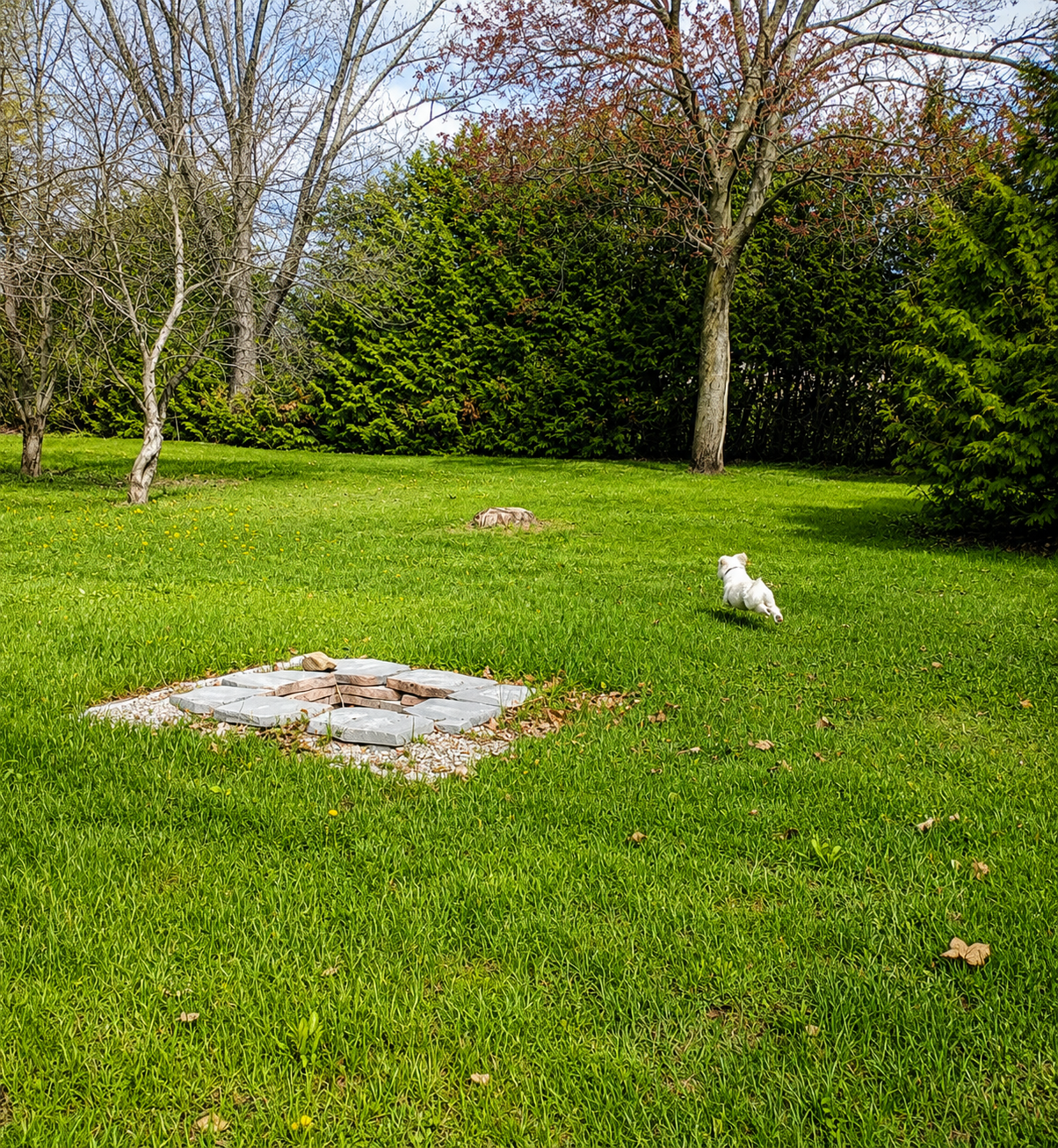 Never Mistake Small for Limited – Workshop Note 007 - Western Pride Woodworks Small white dog running confidently across a large country property, symbolizing how small beginnings and quiet strength should never be underestimated.