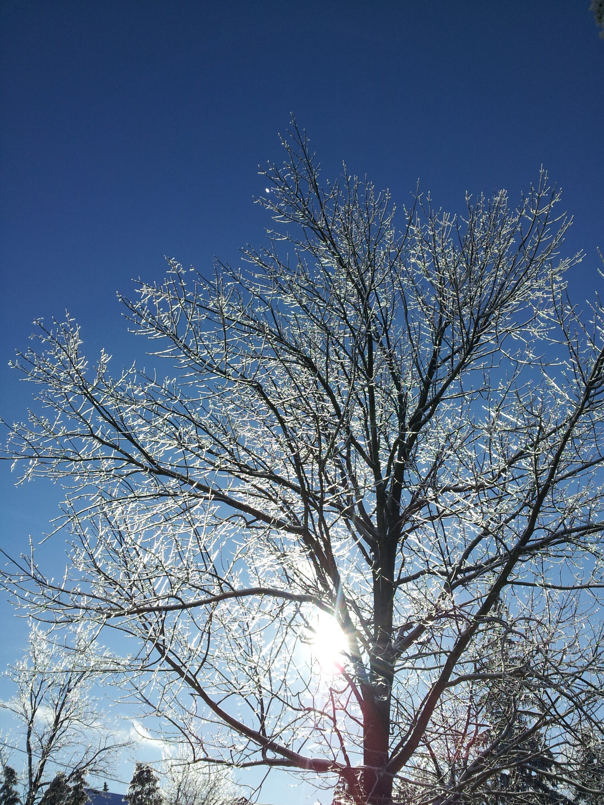 Winter Frost on the Property | Western Pride Woodworks - Western Pride Woodworks Sunlight shining through a frost-covered tree on the Western Pride Woodworks property during a clear Canadian winter morning.